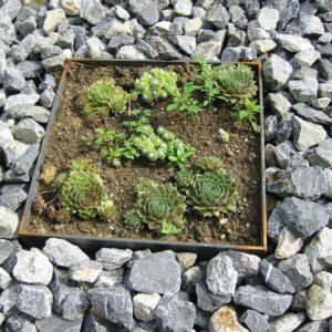 Pflanzenbeet aus Stahlwinkelrahmen